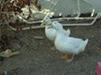 Ducks living in Bonanza Village