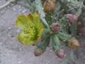 Pencil Cactus Flower
Bonanza Village, Las Vegas, Nevada
