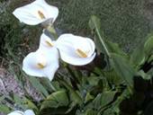 Flowers in Bonanza Village grown lovingly by Lois
Las Vegas, Nevada
