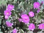 Beavertail Flowers grown lovingly by Christine
Las Vegas, Nevada