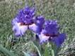 Flowers in Bonanza Village grown lovingly by Lois
Las Vegas, Nevada