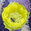 Bee rolling in Cactus Pollen, Bonanza Village
Las Vegas, Nevada