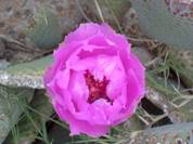 Fuschia Beavertail Flower in Bonanza Village
Las Vegas, Nevada