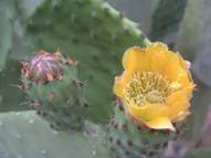 Las Vegas desert blooms in Bonanza Village